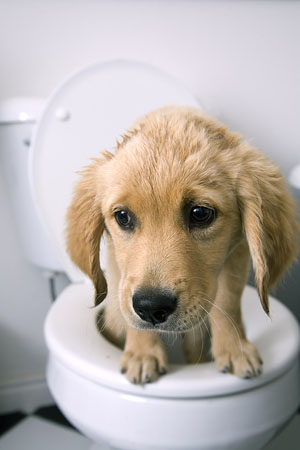 Constipated  on Pet Health     Effective Tips And Information About Dog Constipation